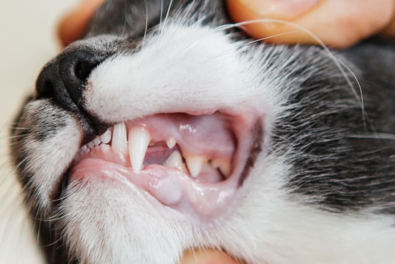 The Ultimate Guide to Dental Disease in Cats: Causes, Symptoms, and Prevention